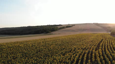 Flight-Over-Sunflower-Plantation-Field-At-Sunset---drone-shot