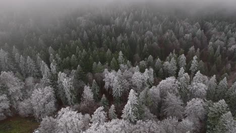 Aerial-Shot-Over-Snowy-Green-Forest-In-Bucegi-Mountains,-Romania
