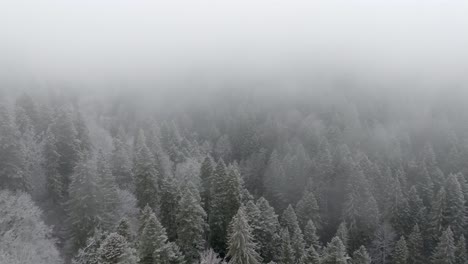 low-clouds-and-fog-Exploring-Shot-Over-Snowy-Green-Forest-In-Bucegi-Mountains,-Romania