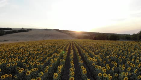 Aerial-View-Above-Sunflowers-Field-At-Sunset---drone-shot
