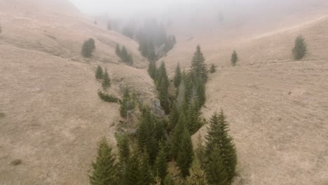 Group-Of-Green-Trees-Laying-Down-Middle-Of-Foggy-Valley-Of-Bucegi-Mountains,-Romania