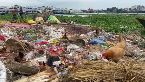 Animals-digging-through-rubbish-and-food-leftovers-in-garbage-pit,-Dhaka,-Bangladesh