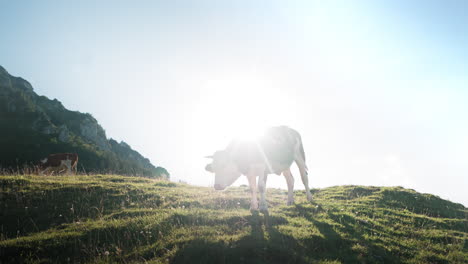 Cow-lives-in-the-mountains-eating-grass-and-walking-over-field