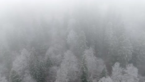 Fpv-über-Mit-Weißem-Schnee-Bedeckte-Bäume-Im-Bucegi-Wald,-Rumänien