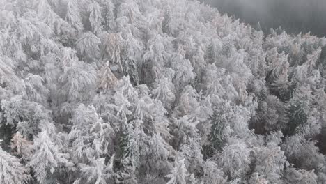 FPV-Shot-Over-snowy-Green-pines-In-Bucegi-Forest,-Romania
