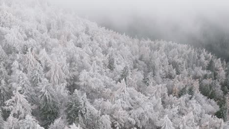 Drone-flying-pine-Trees-Covered-With-White-Snow-In-Bucegi-Forest,-Romania