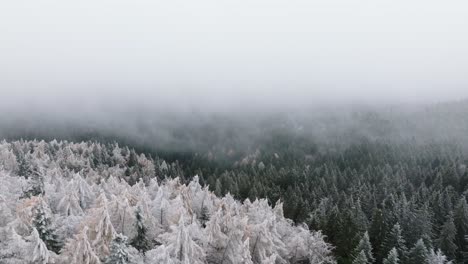 Fpv-Explorer-Shot-Sobre-Bosque-Verde-Nevado-En-Las-Montañas-Bucegi,-Rumania