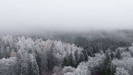 Feste-Aufnahme-Von-Wolken-über-Schneebedeckten-Grünen-Bäumen-Im-Bucegi-Wald,-Rumänien