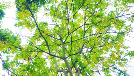 Tree-branches-full-of-bright-green-leaves-and-yellow-flowers-dreamlike-shot