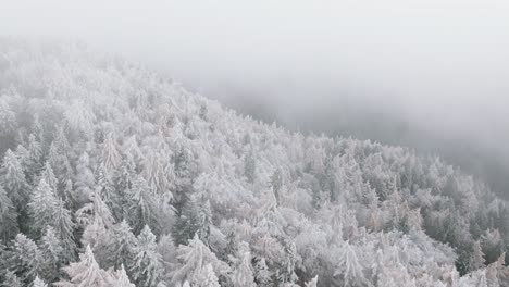 Low-clouds-and-fog-in-winter-Over-Trees-Covered-With-White-Snow-In-Bucegi-Forest,-Romania