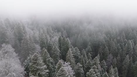 Nubes-Bajas-Y-Niebla-Explorando-Un-Tiro-Sobre-Un-Bosque-Verde-Nevado-En-Las-Montañas-Bucegi,-Rumania
