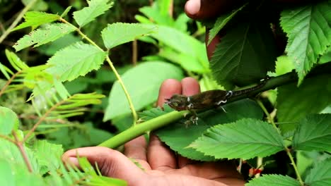 Close-up-of-the-hand-of-african-person-trying-to-carefully-catch-a-small-chameleon-in-branch-in-the-jungle