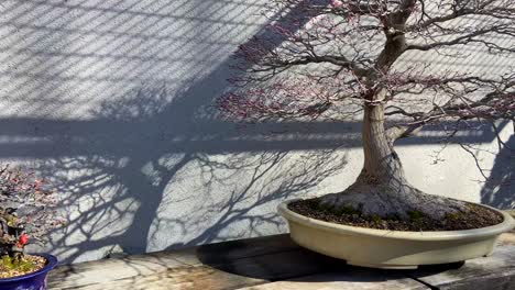 Panning-right-revealing-various-majestic-different-types-of-bonsai's-exposed-in-an-exterior-museum