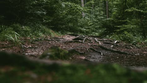 Low-angle-panning-right-shot-revealing-a-mountain-path-in-a-dark-forest