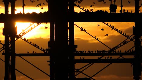 Footage-of-famous-starlings-at-Aberystwyth-pier-in-Wales,-UK-against-a-beautiful-coastal-sunset