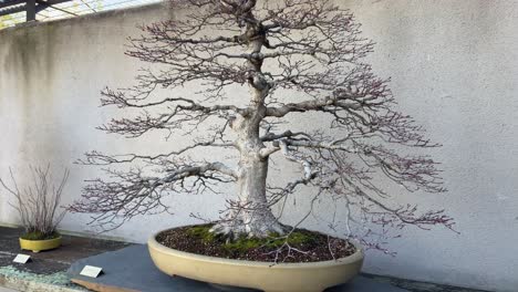 Panning-left-revealing-different-kind-of-bonsais-in-bonsai-museum-of-Alcobendas,-Madrid