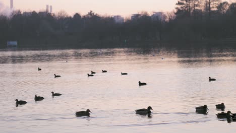 Static-shot-of-ducks-on-a-lake-with-an-orange-light-at-sunset