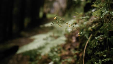 Nahaufnahme-Einer-Kleinen-Gelben-Blume-Mit-Einem-Verschwommenen-Waldhintergrund