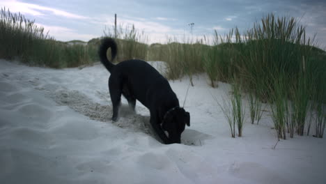 Hund-Gräbt-An-Einem-Weißen-Sandstrand