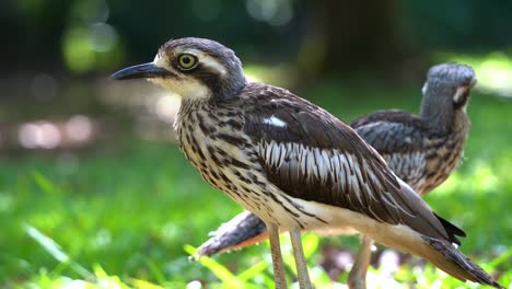 Shy-ground-dwelling-bush-stone-curlew,-burhinus-grallarius-spotted-standing-on-open-grass-plain-under-the-shade,-staring-into-the-camera,-endemic-to-Australia,-close-up-shot-in-daylight