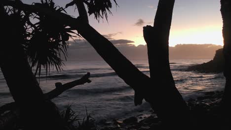 Sonnenaufgang-Am-Strand-Mit-Baumsilhouette-Und-Ruhigen-Wellen,-Statische-Aufnahme