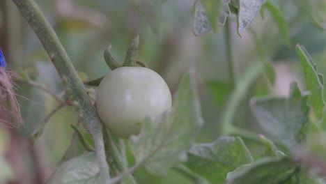 The-hand-of-a-farmer-picking-a-green-cherry-tomato