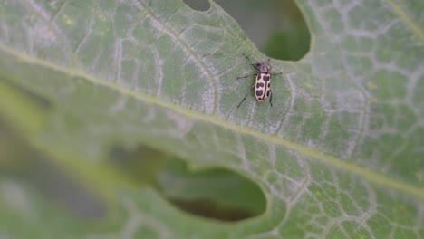 Nahaufnahme-Eines-Astylus-Atromaculatus-Bug-Auf-Einer-Zucchini-Pflanze