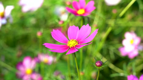 A-beautiful-garden-cosmos-moving-in-the-breeze