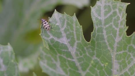 Closeup-of-an-Astylus-atromaculatus-bug-on-a-zucchini-plant