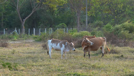 Algunas-Vacas-Atadas-En-El-Pasto-Disfrutando-De-La-Compañía-De-Los-Demás-Durante-La-Hora-Dorada-De-La-Tarde-Mientras-Se-Pone-El-Sol