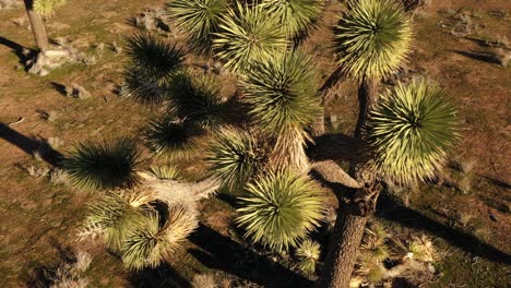 Aerial-up-close-orbit-of-the-top-of-a-Joshua-tree-in-golden-light,-spiky-and-beautiful-plant