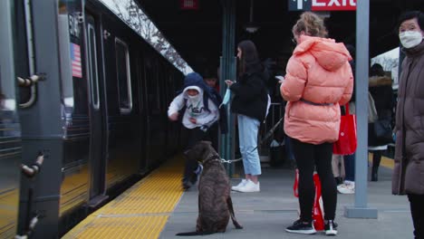 Young-Woman-and-her-Dog-getting-on-the-Q-Train-in-Subway-Station