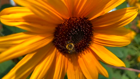 Hummel-Auf-Sonnenblumen-Sommerbildern