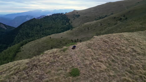 Drone-shot-of-a-woman-taking-a-break-from-hiking-with-her-dog-while-cows-eat-on-a-field-in-the-background