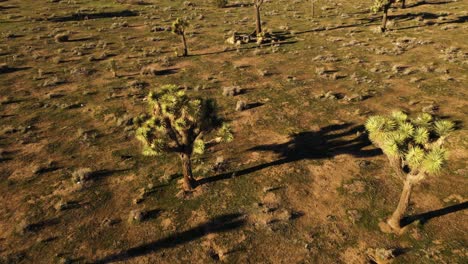 Smooth-slow-aerial-dolly-over-joshua-trees-in-the-warm-morning-light-in-high-desert-with-trash-on-the-ground-long-shadows
