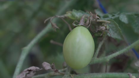 THe-hand-of-a-farmer-touching-a-green-cherry-tomato