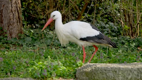Slow-motion-shot-of-wild-white-Stork-walking-between-plants-in-wilderness-at-sunlight,close-up