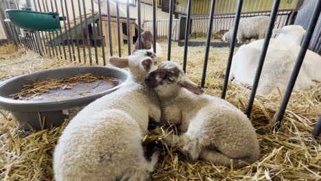 Baby-sheep-cuddling-on-a-farm