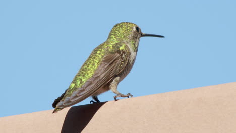 Close-up-of-green-hummingbird-taking-flight-slow-motion