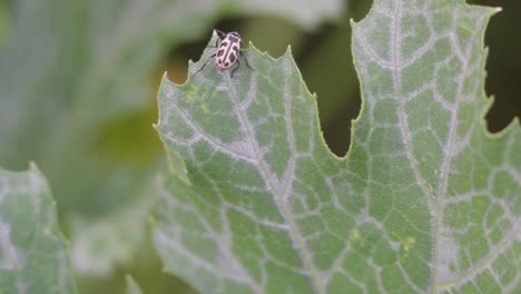 Nahaufnahme-Eines-Astylus-Atromaculatus-Bug-Auf-Einer-Zucchini-Pflanze