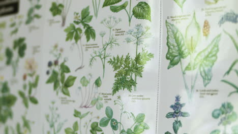Close-up-of-science-and-environment-book-pages-with-flowers-and-plants