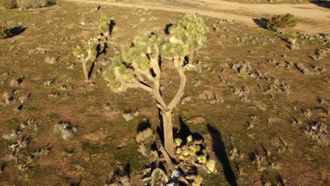 órbita-Aérea-Pan-Arounda-Joshue-Tree-Durante-La-Luz-Dorada-De-La-Mañana-En-El-Desierto-De-Hesperia,-California