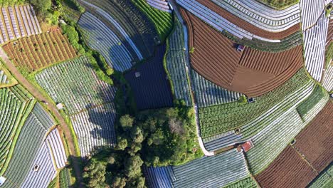 Overhead-drone-shot-of-green-vegetable-plantation-on-the-tropical-countryside---Scallion,-broccoli,-onion-and-potato-plantation