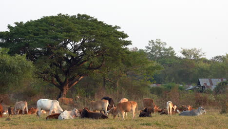 A-panning-view-of-a-small-herd-of-cows-grazing-in-the-pasture-as-the-sun-is-setting