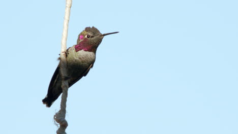 Hummingbird-hanging-on-twine-with-pink-feathers-takes-flight