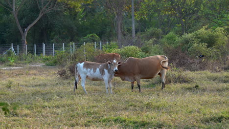 Algunas-Vacas-Atadas-En-El-Pasto-Disfrutando-De-La-Hora-Dorada-De-La-Tarde-Mientras-Se-Pone-El-Sol