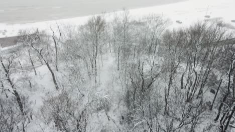Trees-on-the-coast-of-Lake-Michigan-heavy-with-Lake-Effect-Snow