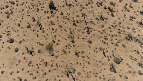 Joshua-Tree-4K-Drone-of-Desert-and-Cacti---Top-down-look-birds-eye-view