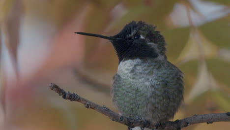 Close-up-of-hummingbird-flapping-wings
