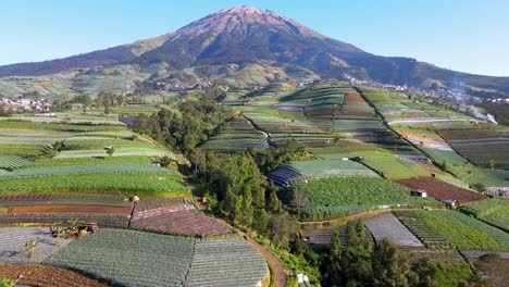 Aerial-view-of-lush-vegetable-plantation-on-the-slope-of-mountain